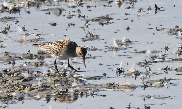 Pectoral Sandpiper
