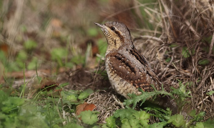Wryneck