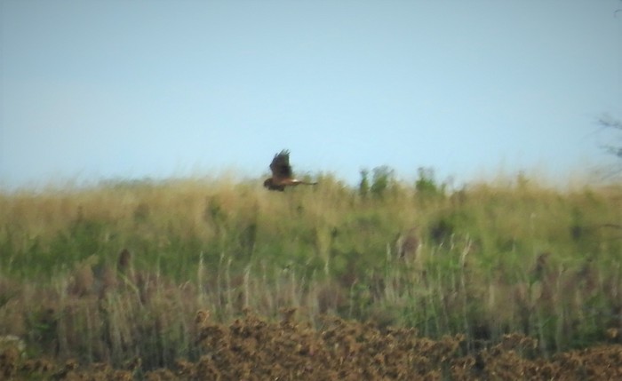 Pallid Harrier