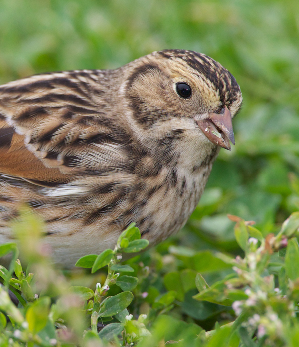 Lapland Bunting