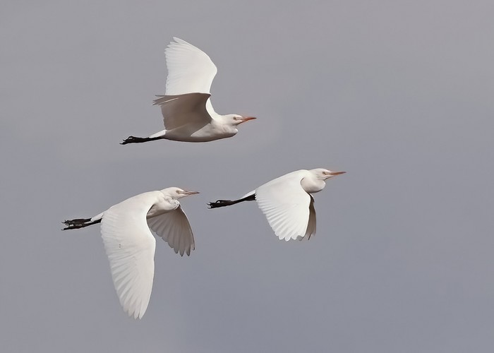Cattle Egret