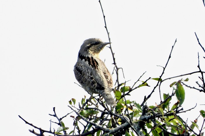 Wryneck