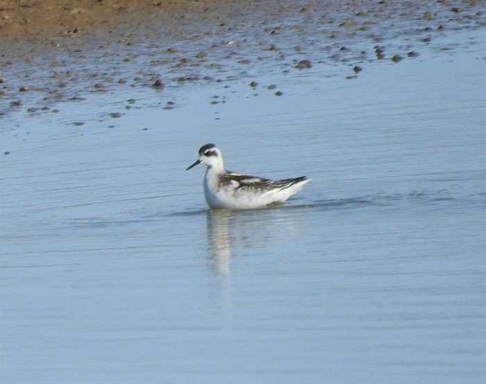 Red-necked Phalarope
