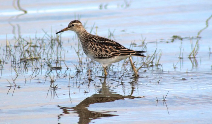 Pectoral Sandpiper