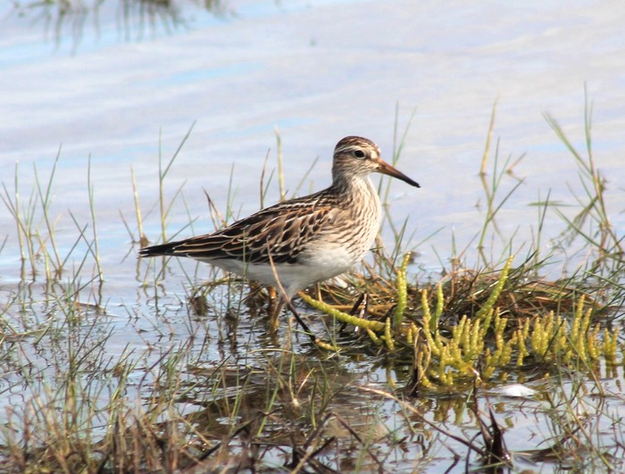 Pectoral Sandpiper