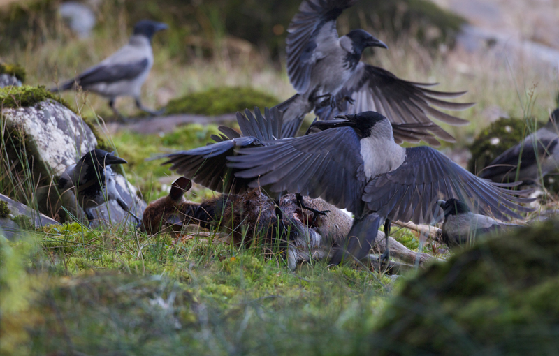 Hooded Crow