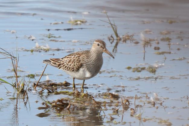 Pectoral Sandpiper