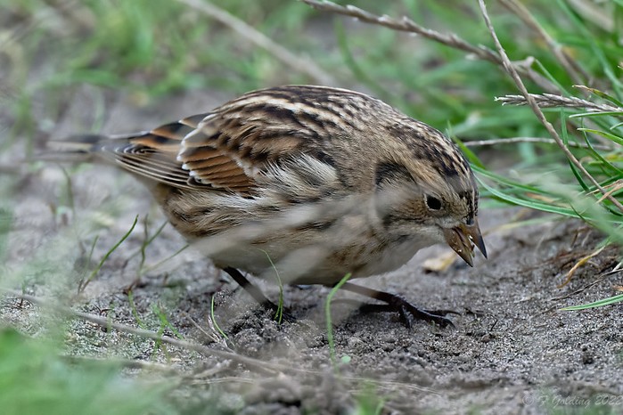 Lapland Bunting