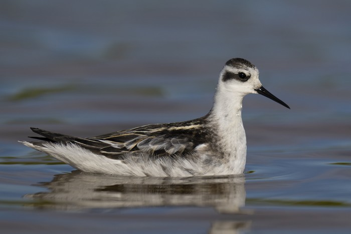 Red-necked Phalarope