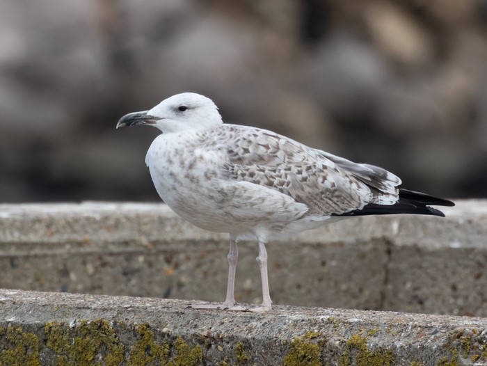 Caspian Gull