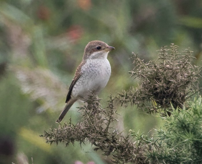 Red-backed Shrike