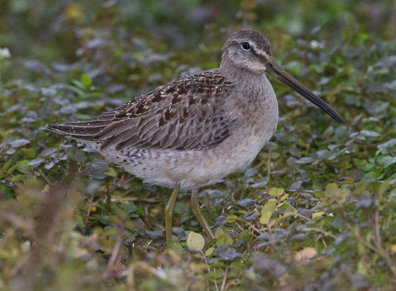 Long-billed Dowitcher