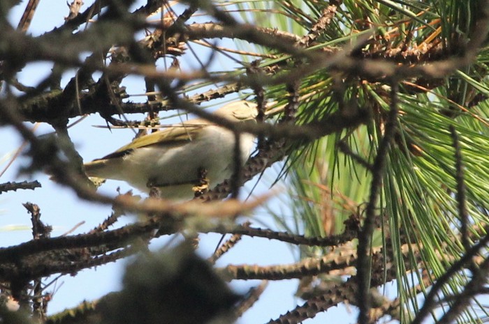 Western Bonelli's Warbler