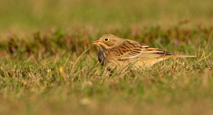 Ortolan Bunting