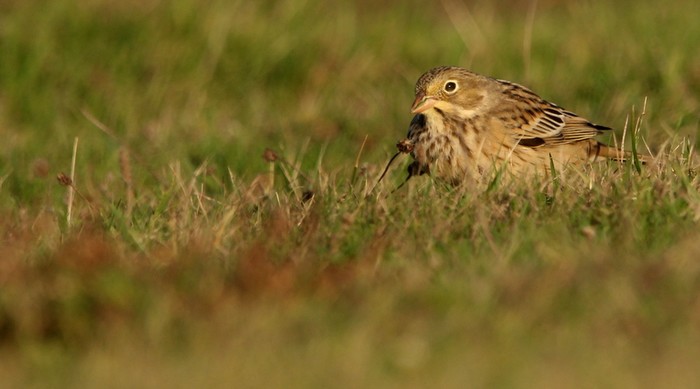 Ortolan Bunting