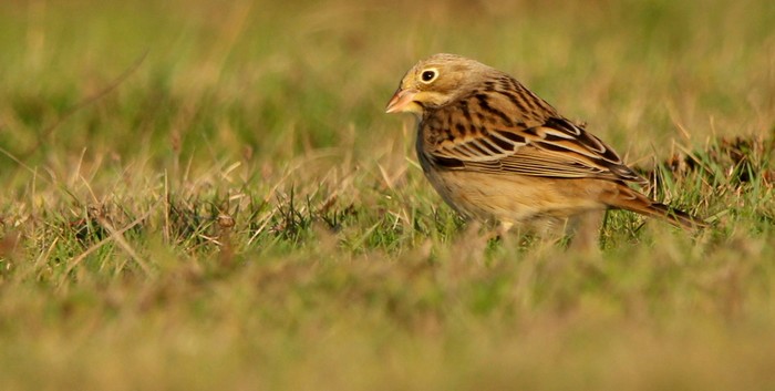 Ortolan Bunting