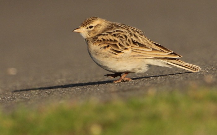 Short-toed Lark