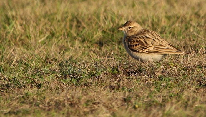 Short-toed Lark