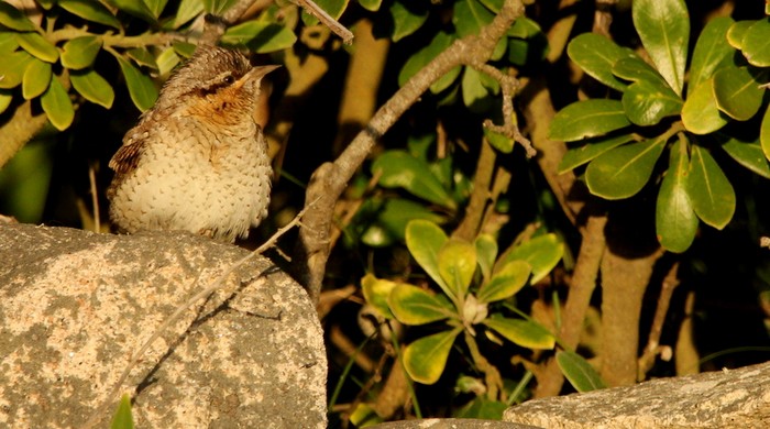 Wryneck