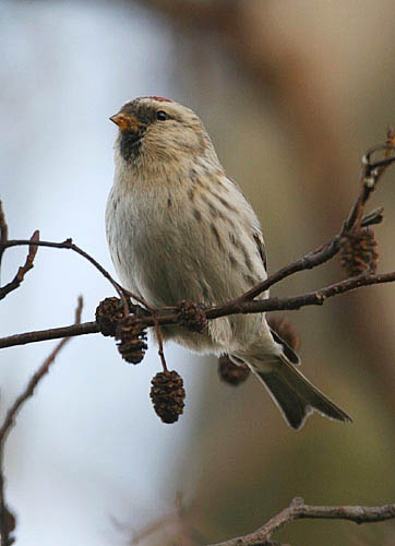 Coues's Arctic Redpoll