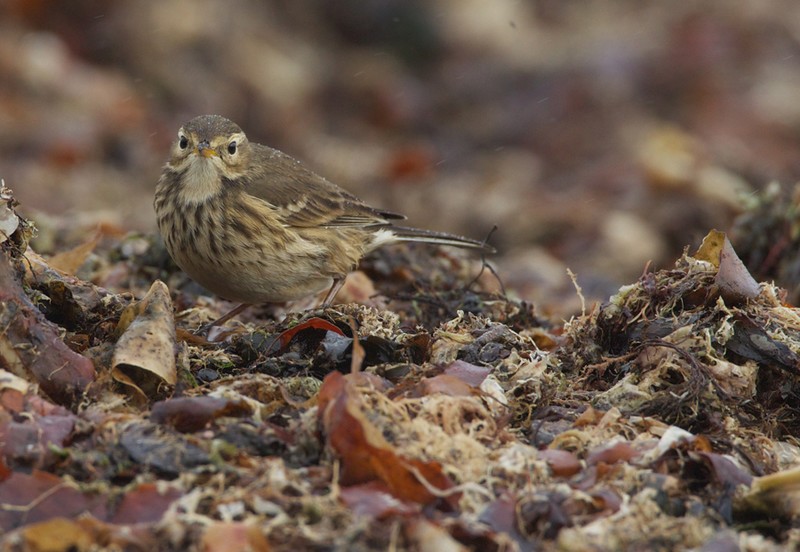 American Buff-bellied Pipit