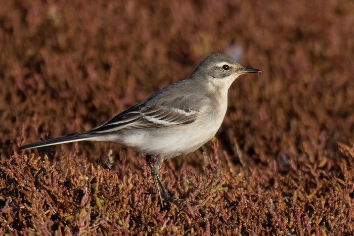 Citrine Wagtail