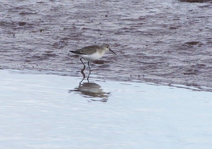 Curlew Sandpiper