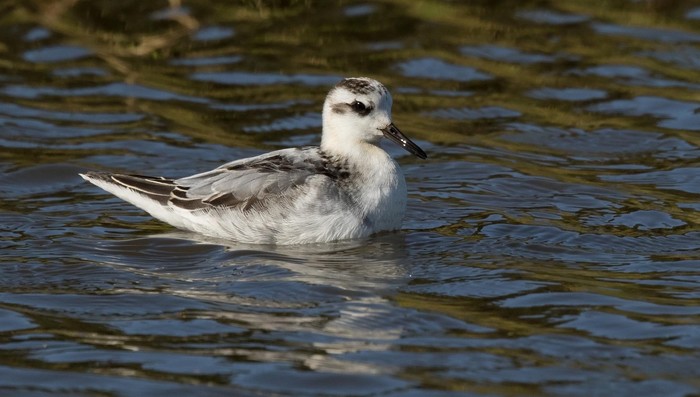 Grey Phalarope