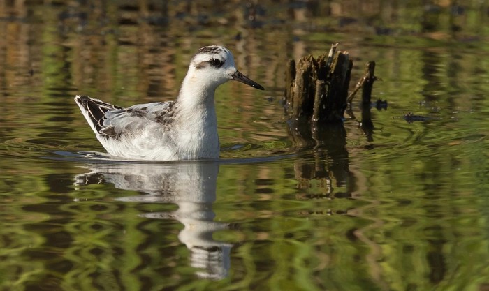 Grey Phalarope