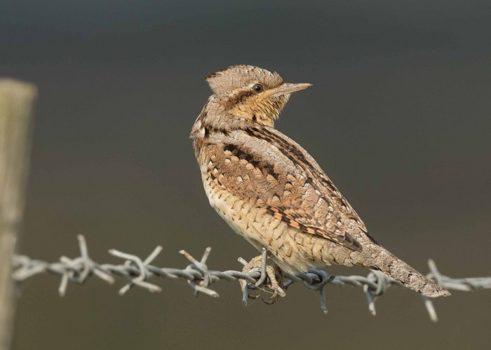 Wryneck