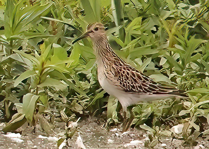 Pectoral Sandpiper