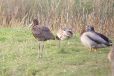 Glossy Ibis