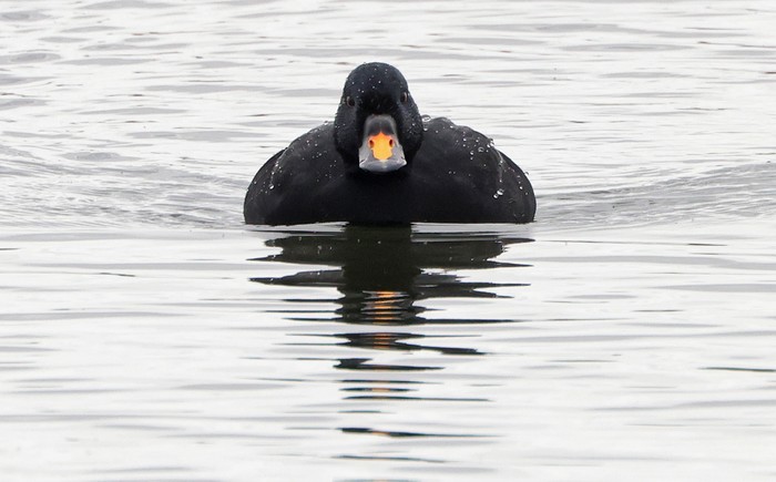 Common Scoter