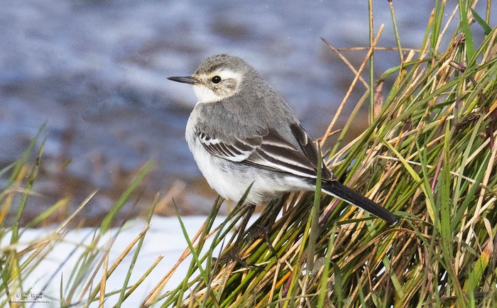 Citrine Wagtail