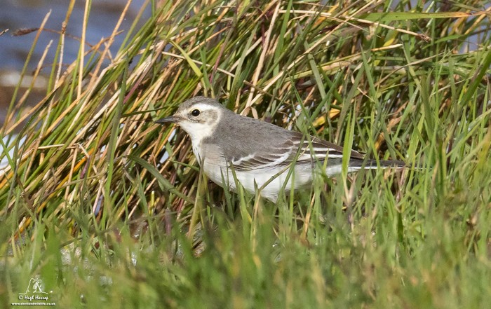 Citrine Wagtail