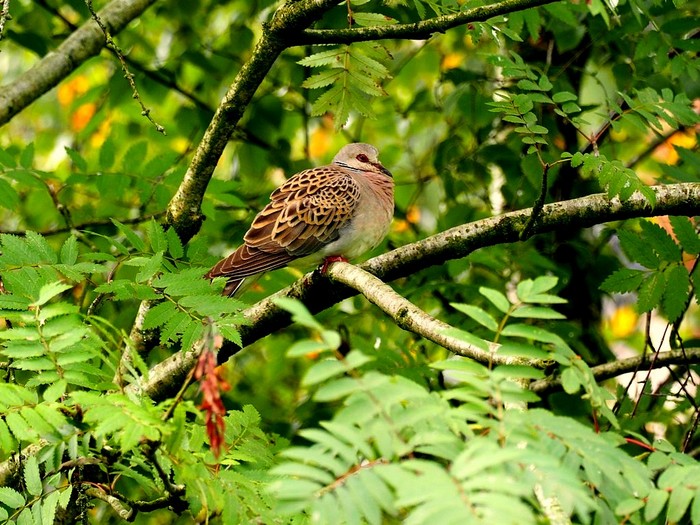 Turtle Dove