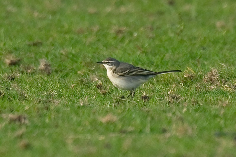 Yellow Wagtail
