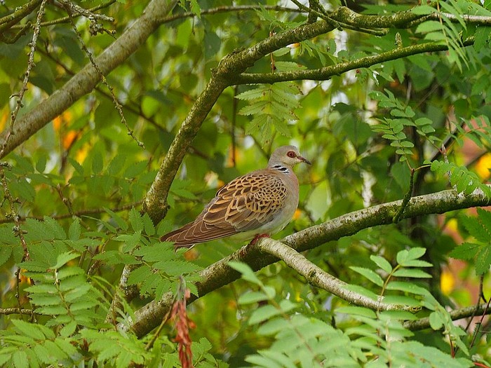 Turtle Dove