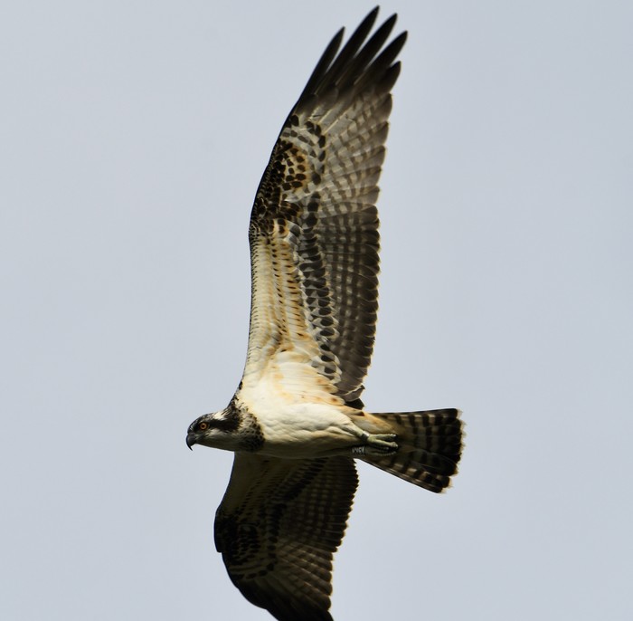 Osprey