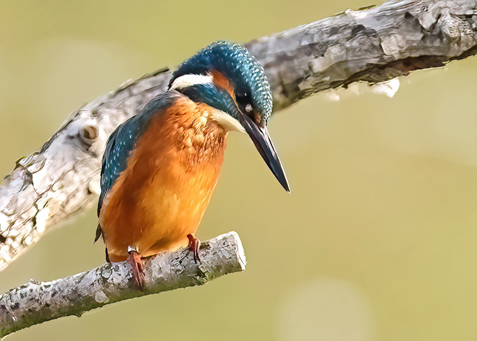 Kingfisher