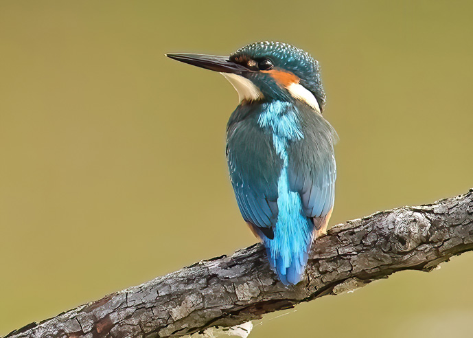 Kingfisher
