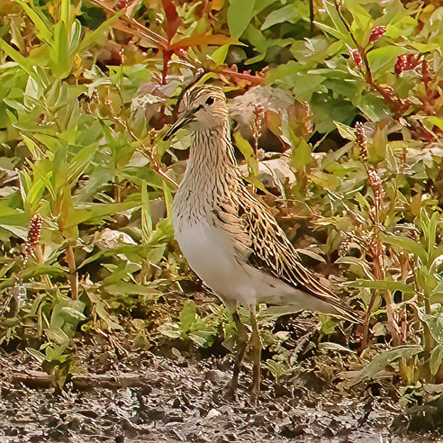 Pectoral Sandpiper
