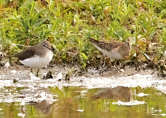 Pectoral Sandpiper