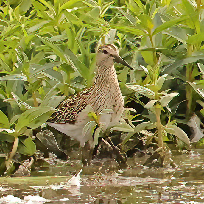 Pectoral Sandpiper