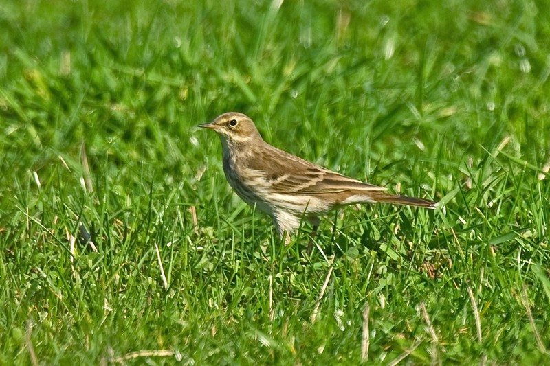 Water Pipit
