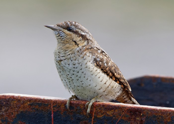Wryneck