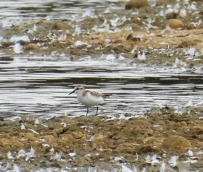 Little Stint