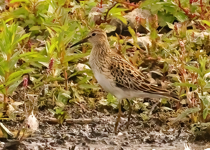 Pectoral Sandpiper