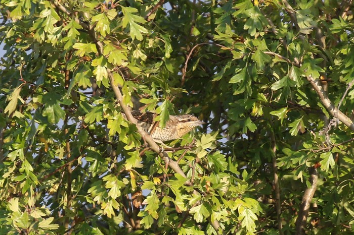 Wryneck