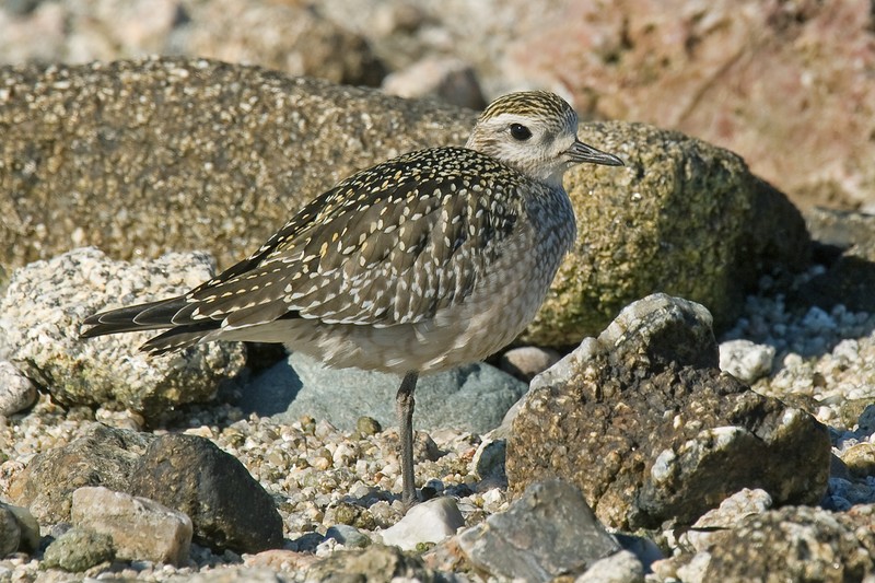 American Golden Plover